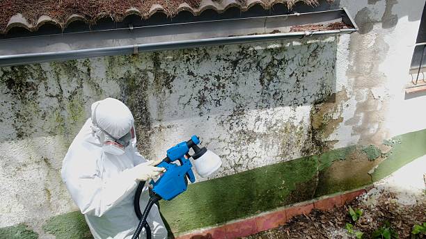 Top rated local Mold Cleanup specialists in Greenbush, VA